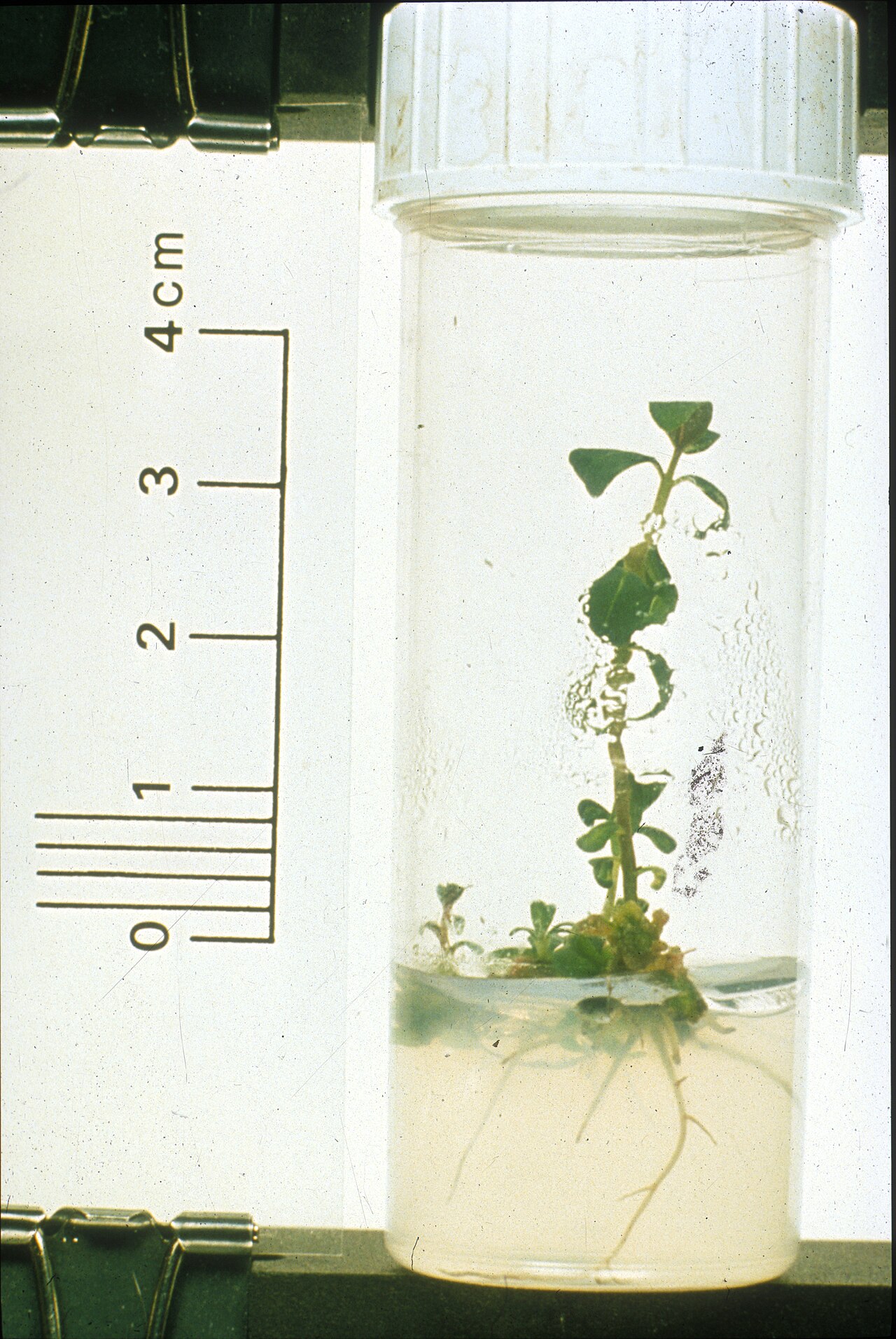 Plantula de avellano en cultivo de tejidos