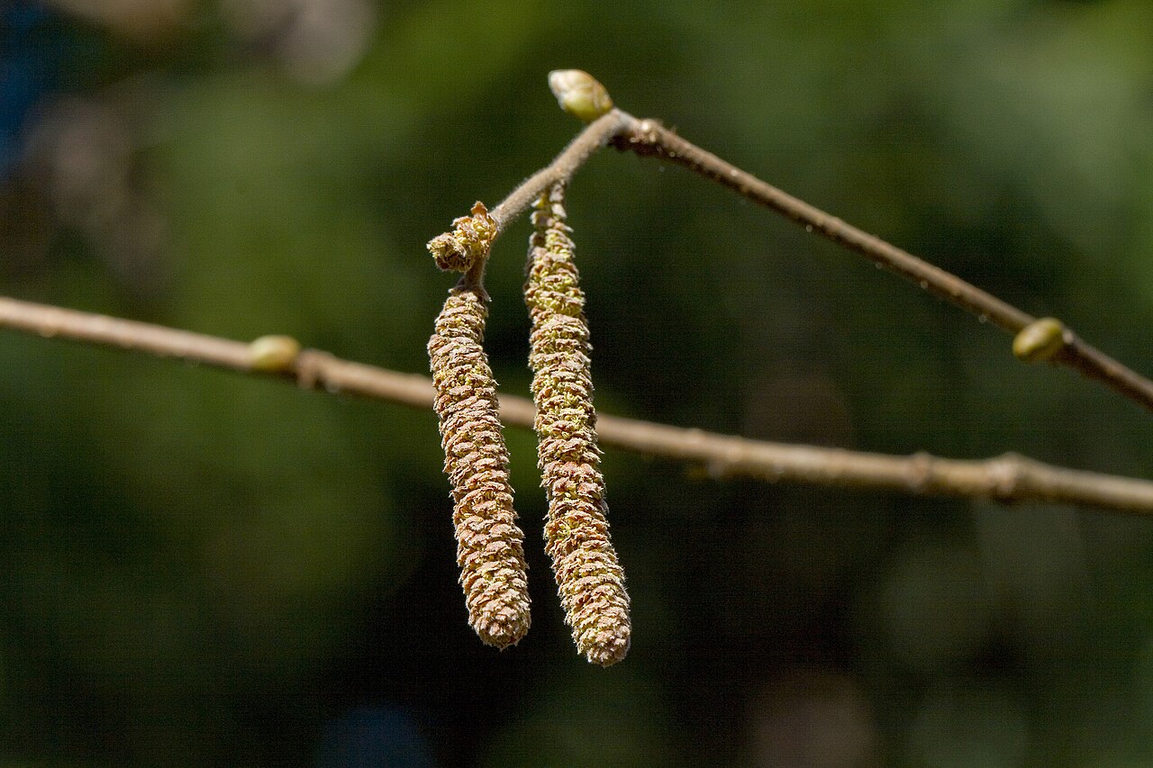Árbol de avellano común (Corylus avellana) en su entorno natural