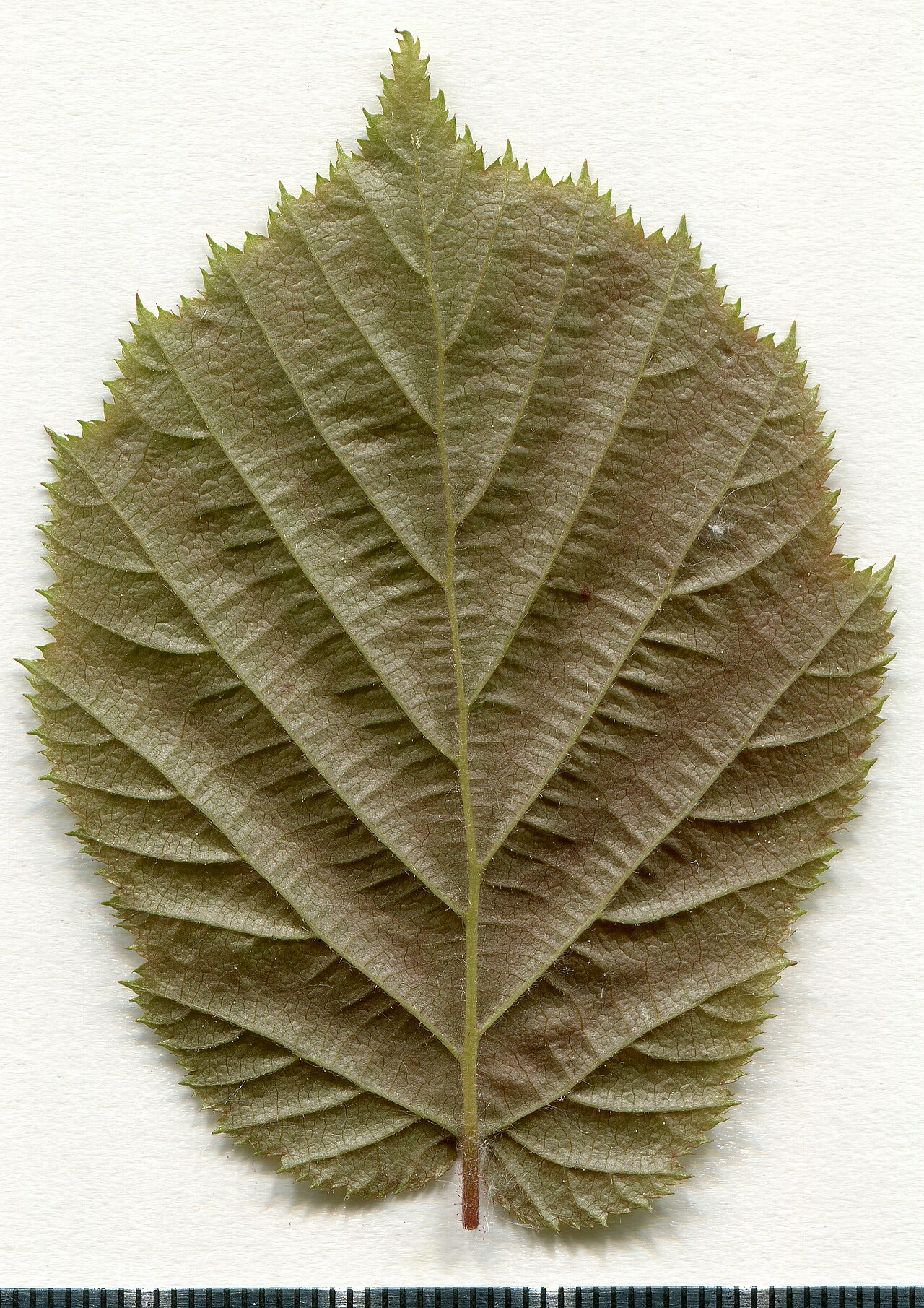 Ejemplar de herbario de una hoja de avellano común (Corylus avellana)