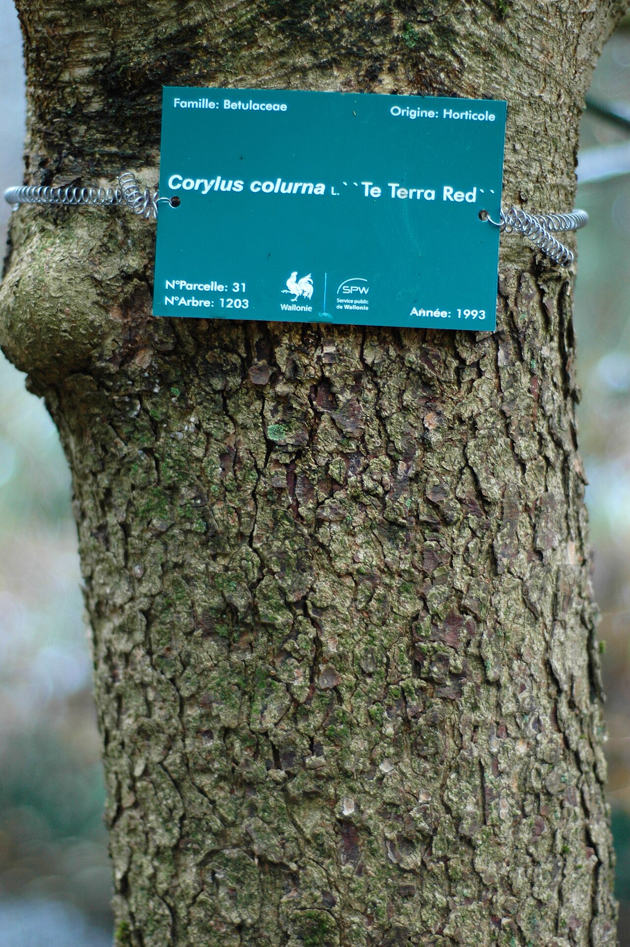 Avellano oso (Corylus colurna), portainjerto para plántulas injertadas de forma arbórea
