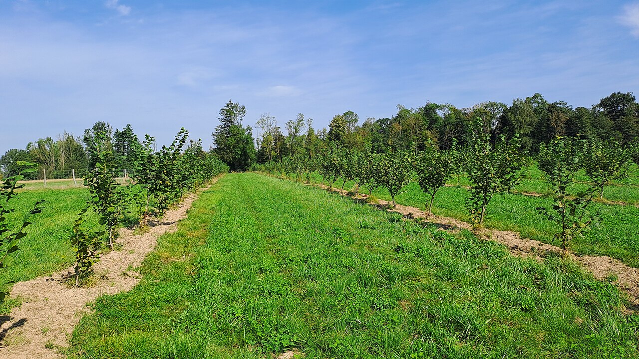 Plantación joven de avellano
