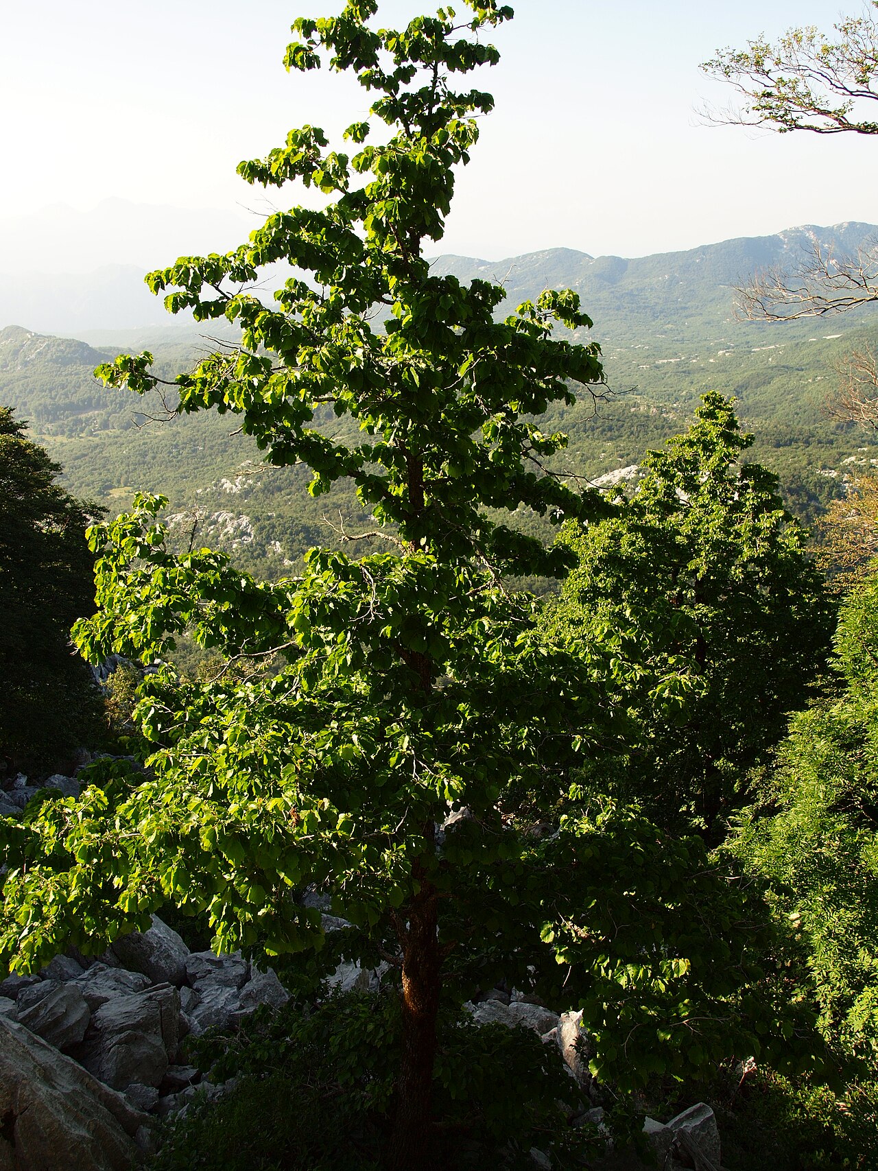 Árbol de avellano en paisaje montañoso