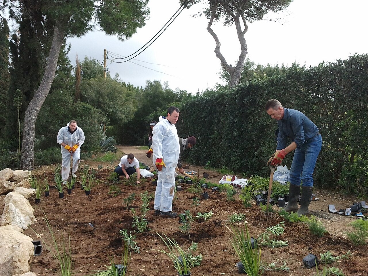 trabajadores plantando árboles jóvenes en el campo
