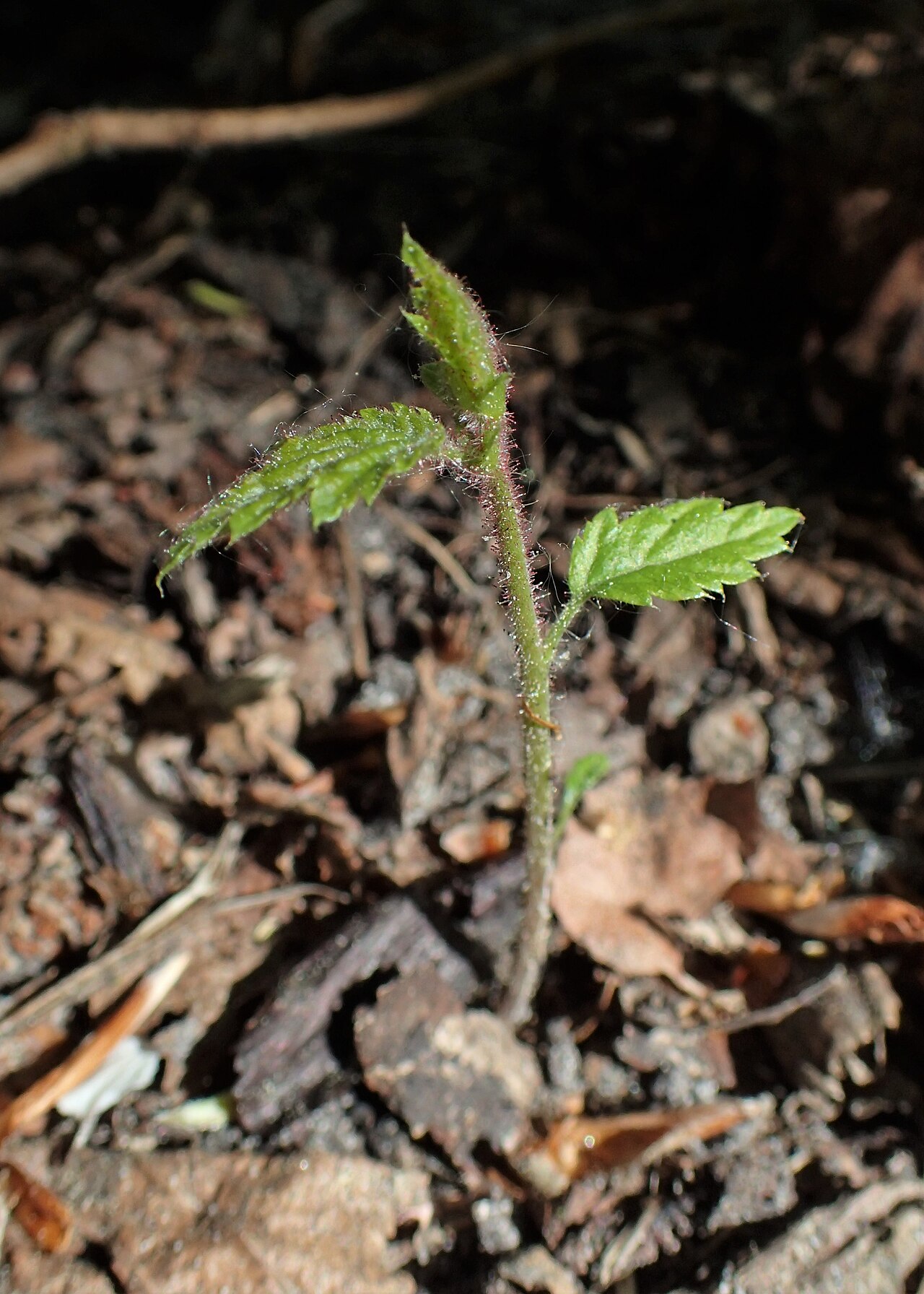 brote de plántula joven de avellano