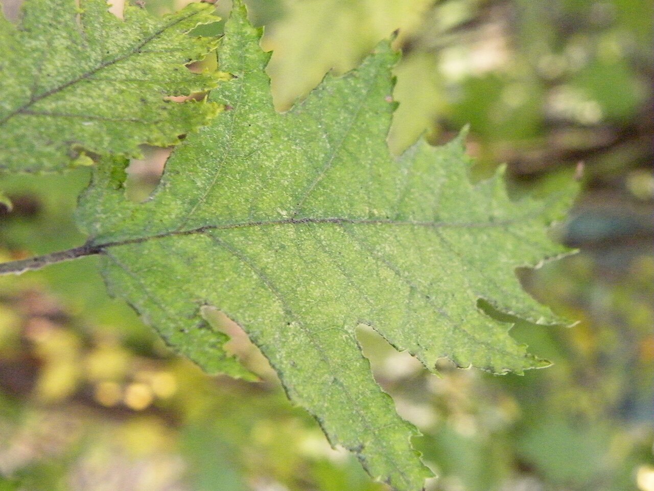 Hoja de avellano europeo (Corylus avellana)
