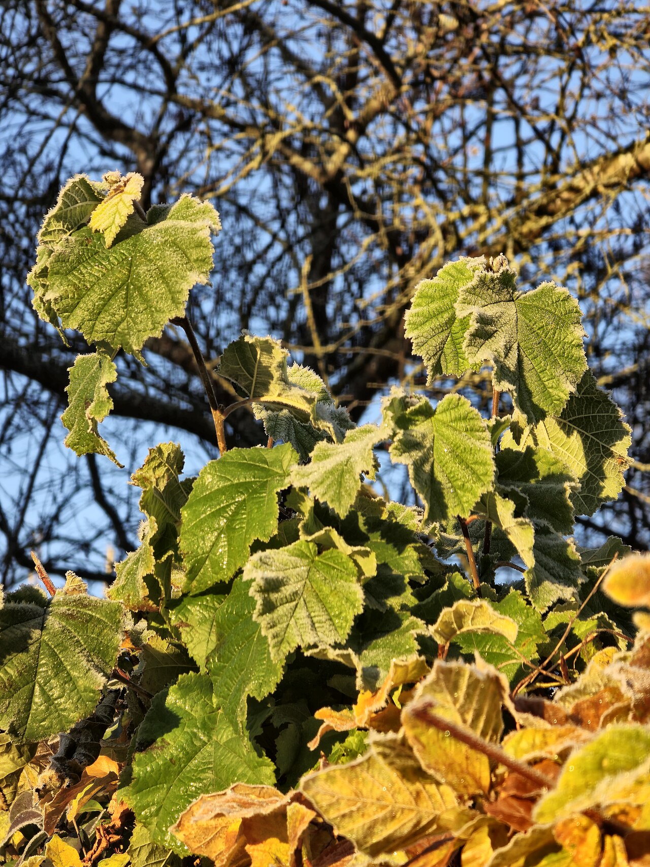 Hojas de avellano de oso (Corylus colurna)