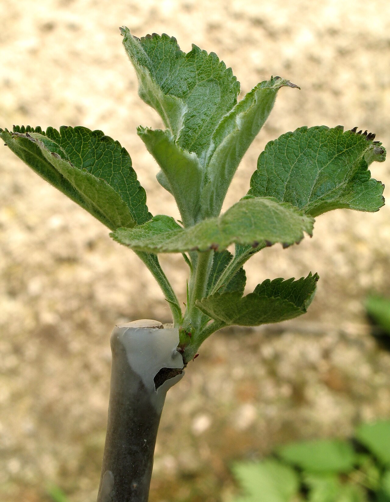 Avellano de oso (Corylus colurna) como árbol de un solo tronco