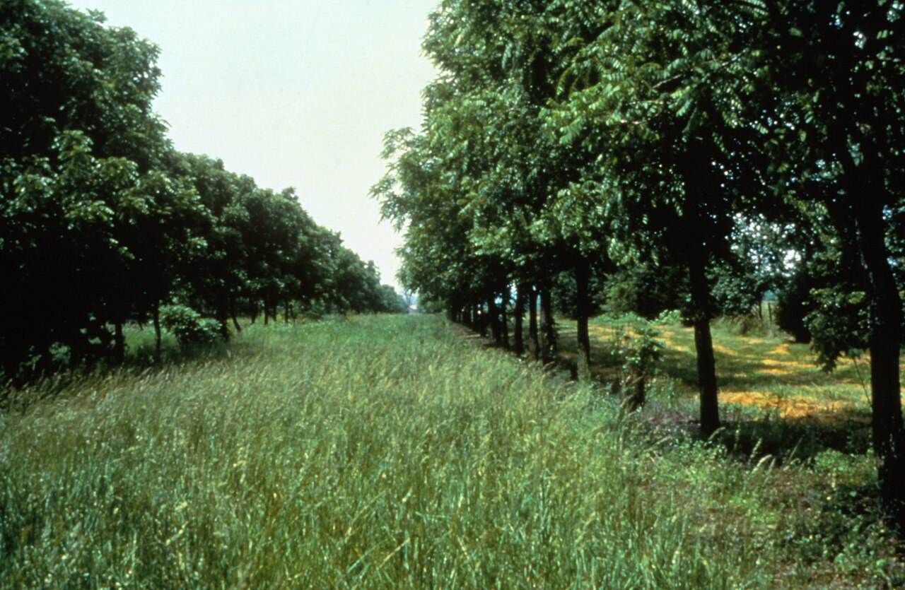 Sistema de producción entre hileras (alley cropping): perennes leñosas en hileras con cultivo en la franja intercalar