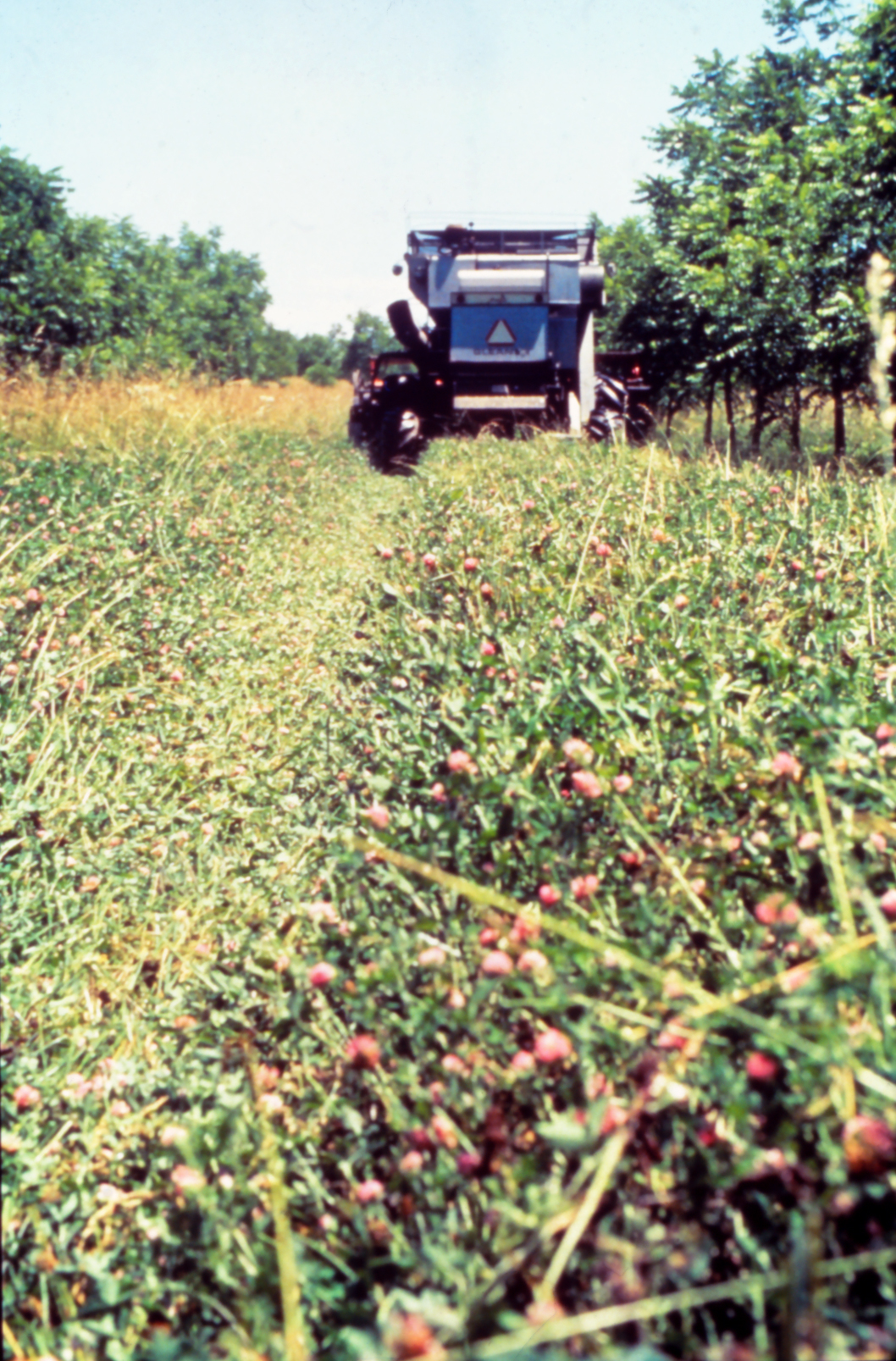 Trébol como cultivo intercalar en hileras de perennes leñosas
