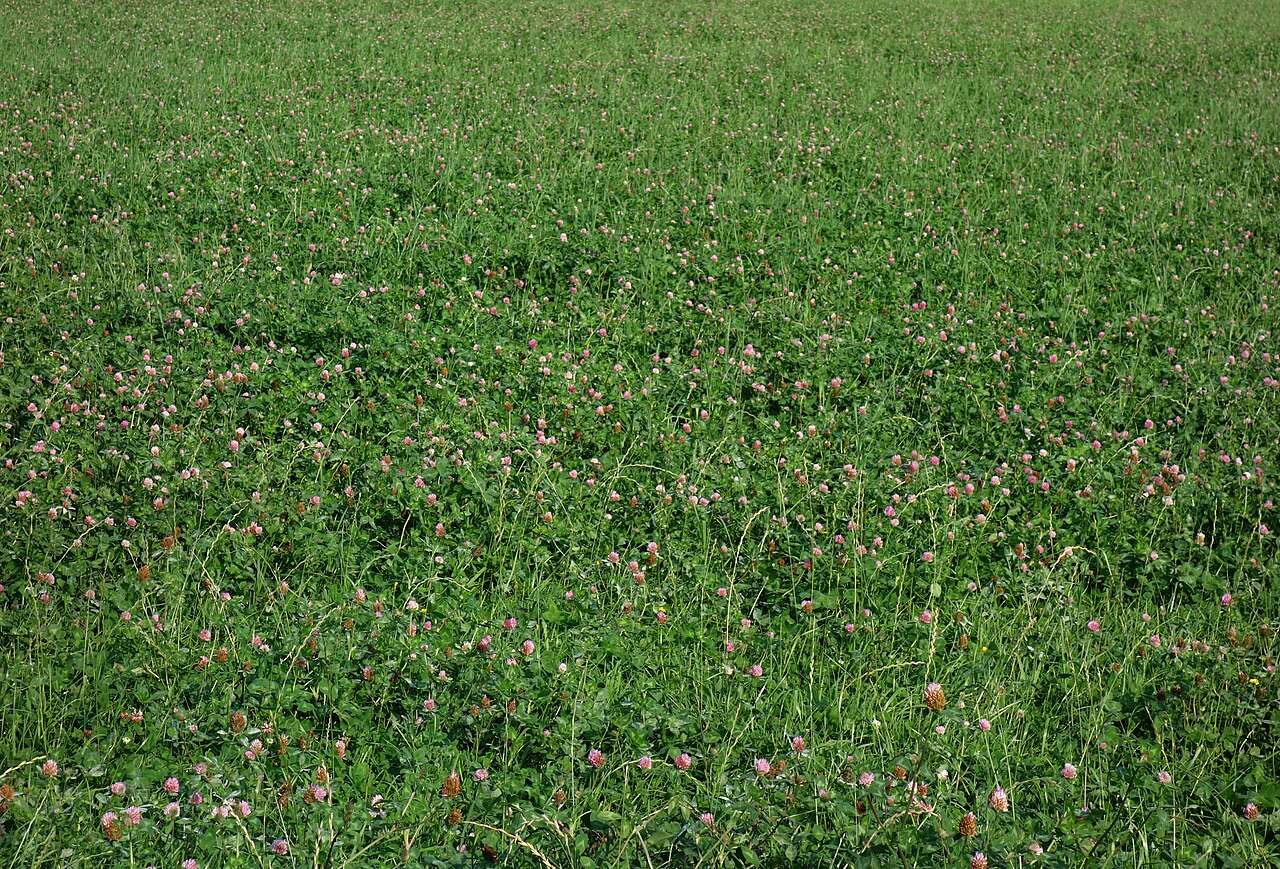 Campo de trébol rojo (Trifolium pratense), leguminosa que fija nitrógeno