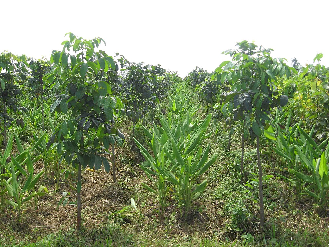 Cultivo intercalado de árboles jóvenes y cultivos