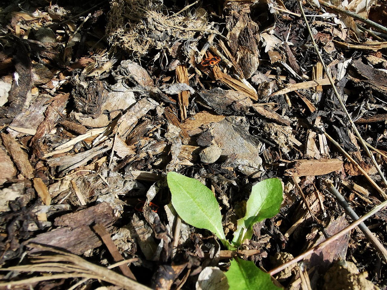Planta joven con acolchado de virutas de madera