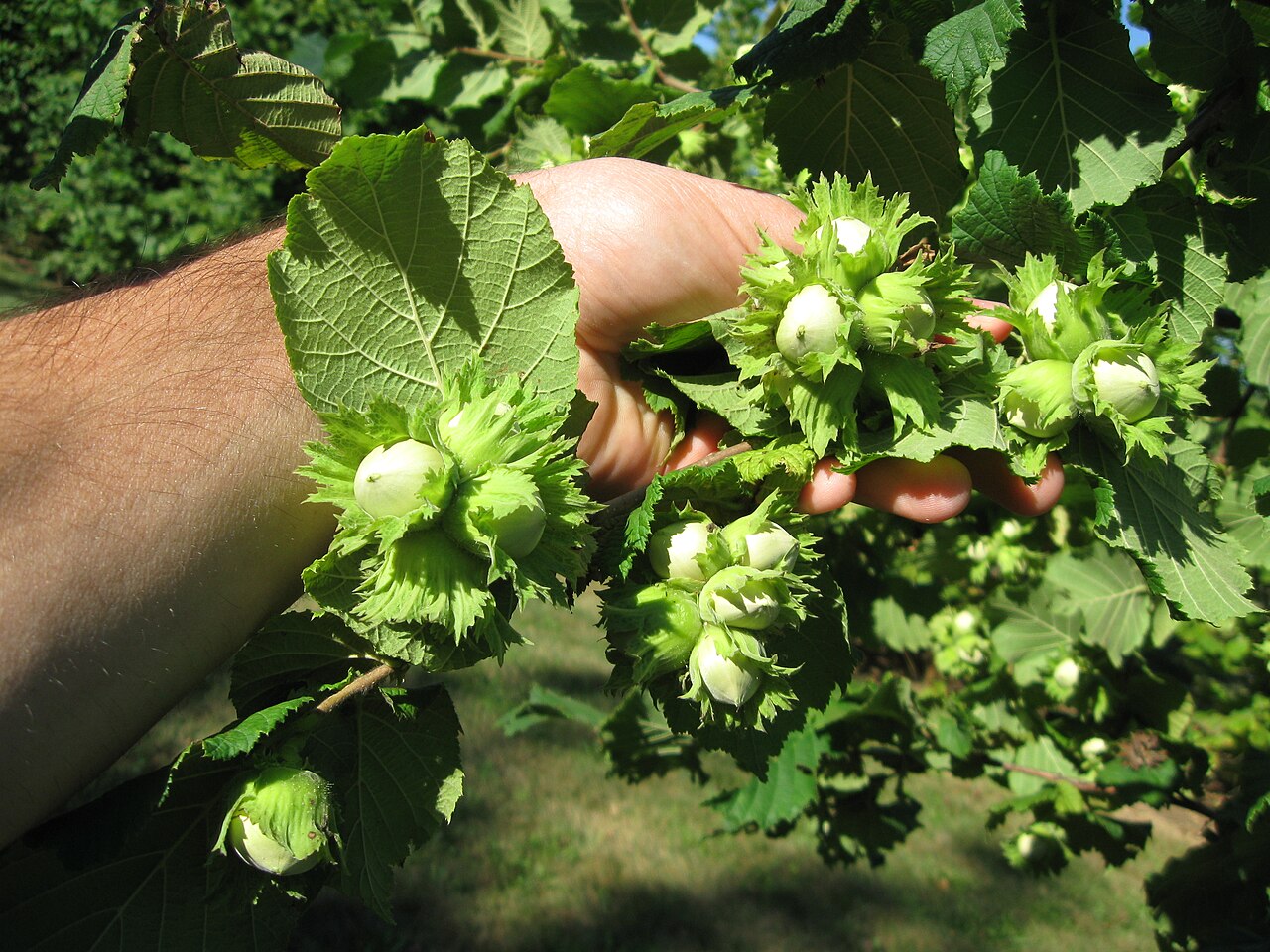 Rama de avellano (Corylus avellana) con frutos en la plantación