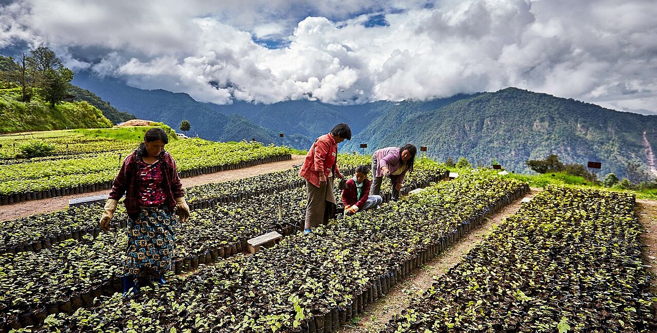 Vivero de plántulas de avellano