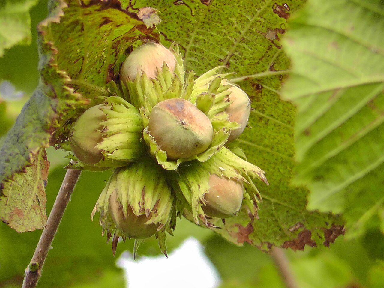 Avellano (Corylus avellana) como arbusto natural con múltiples líderes que emergen de la base