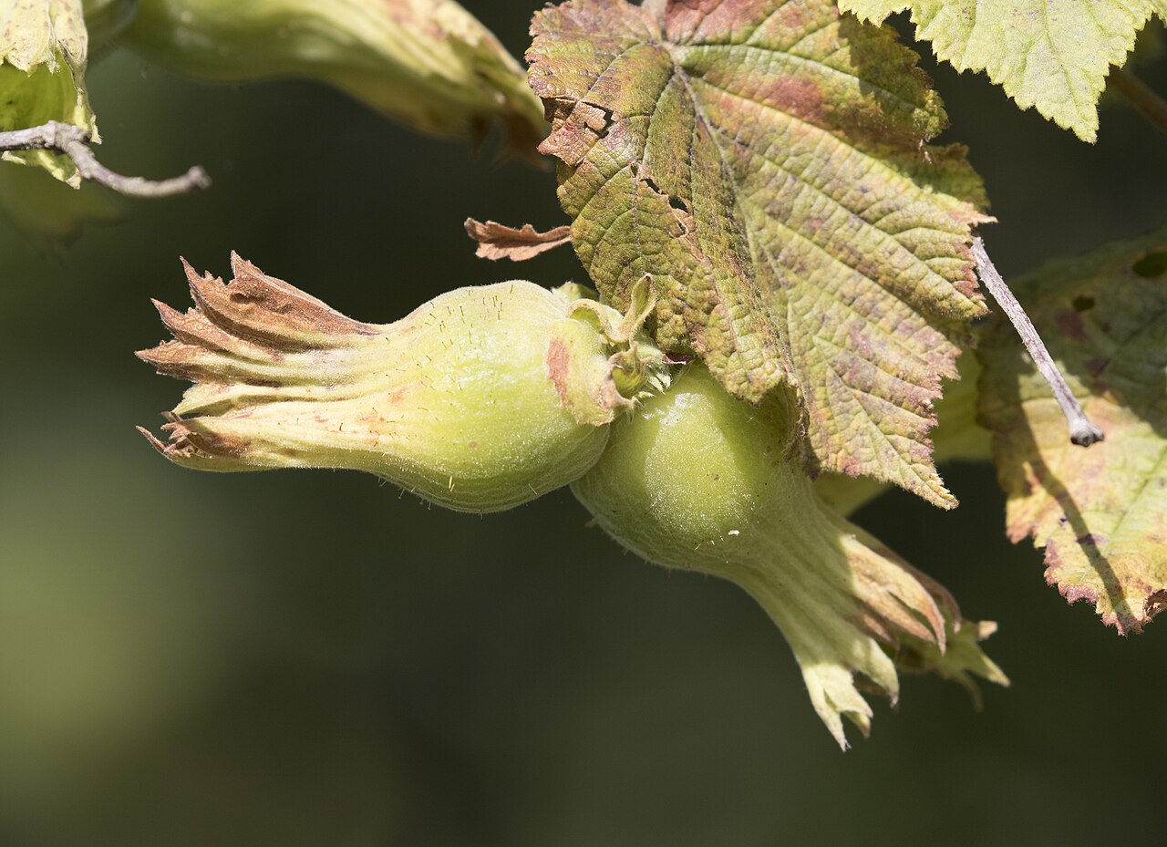 Green hazelnuts on branch