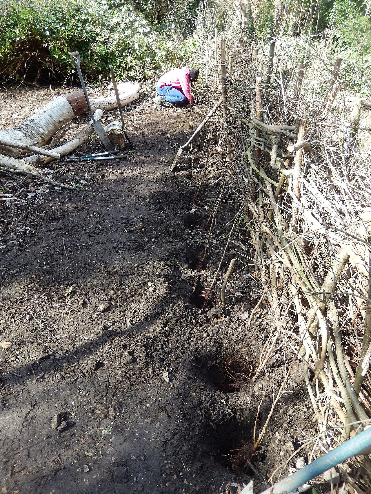 Plantación de un avellano joven en seto