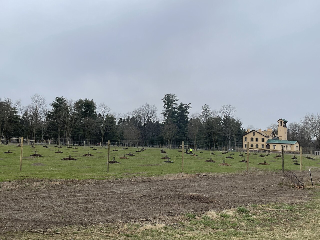 Plántulas jóvenes plantadas en montículos en el campo
