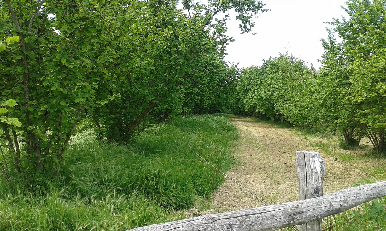 camino de plantación de avellano