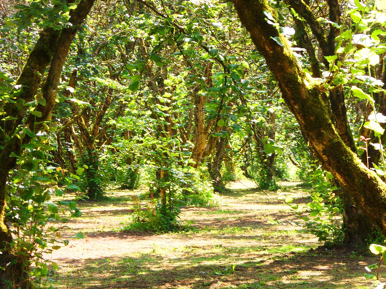 Camino soleado en una plantación de avellanos