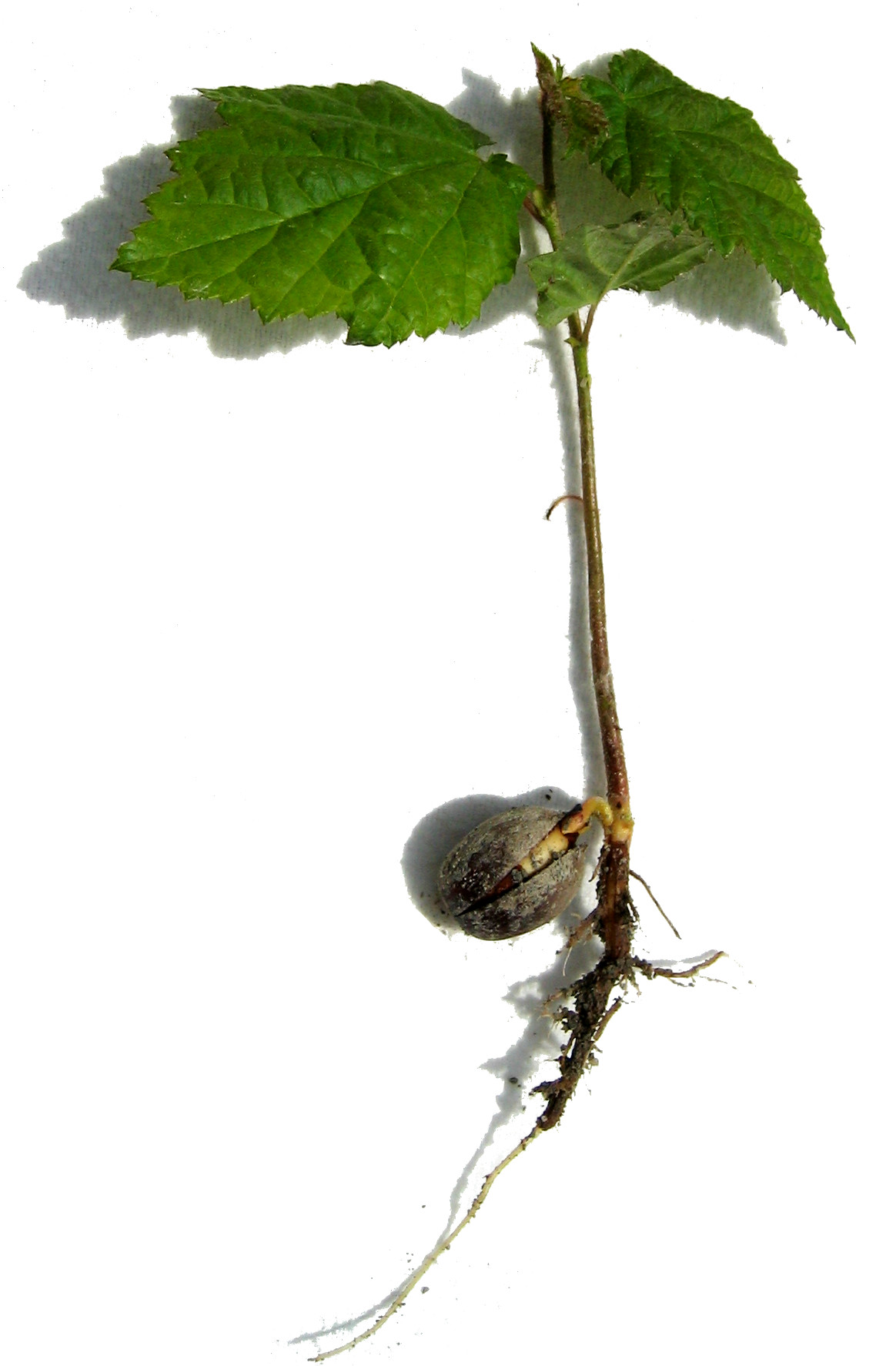 plántula de avellano con sistema radicular