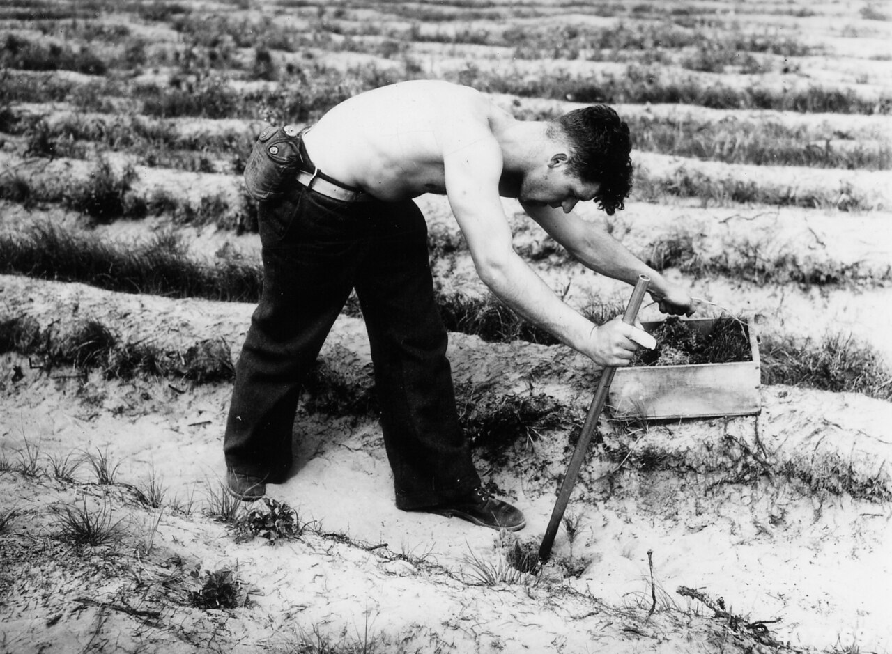 Plantación manual de una plántula joven con una barra de plantar (planting bar)