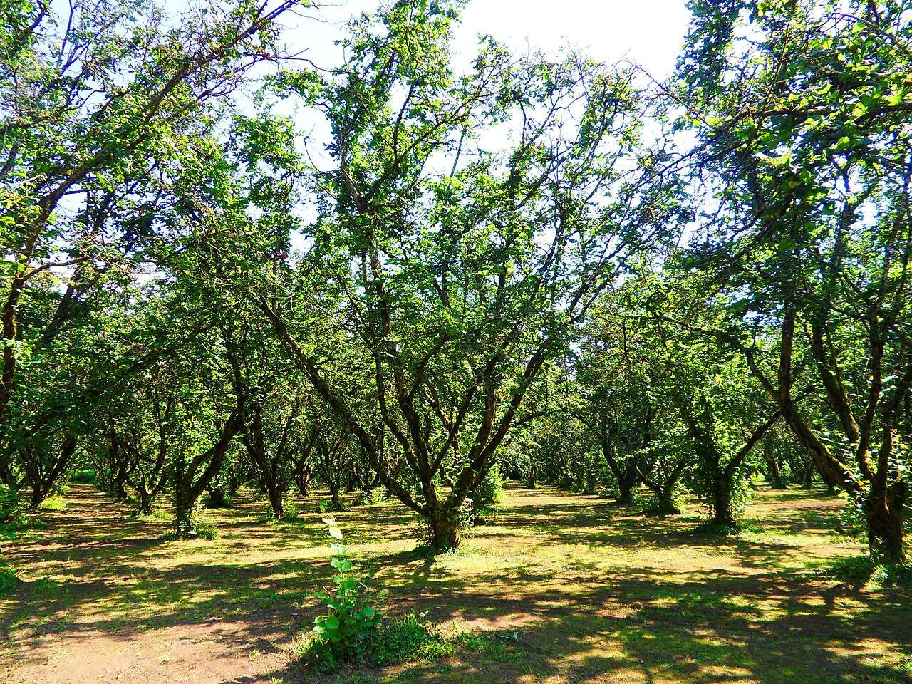 Arbusto de avellano en forma de cultivo arbustivo
