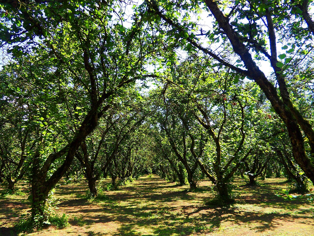 Filas de plantación de avellano