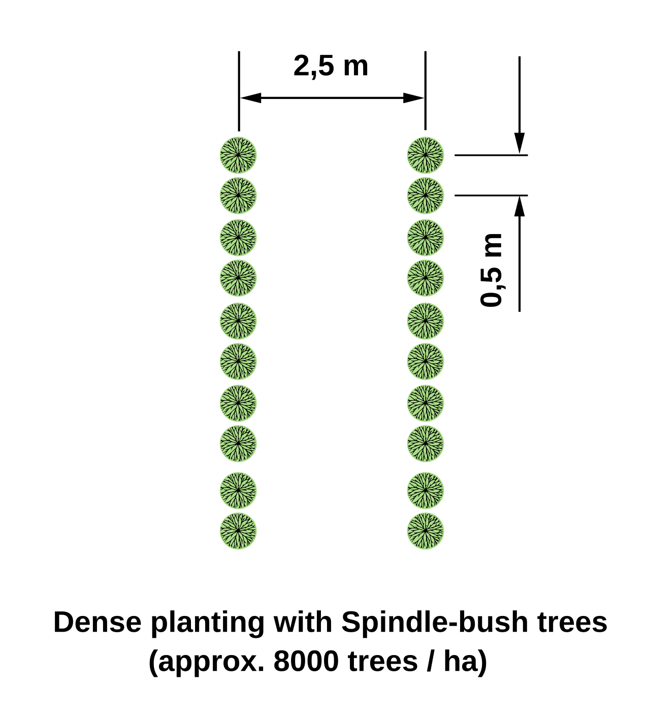 Diagrama de plantación densa de avellano