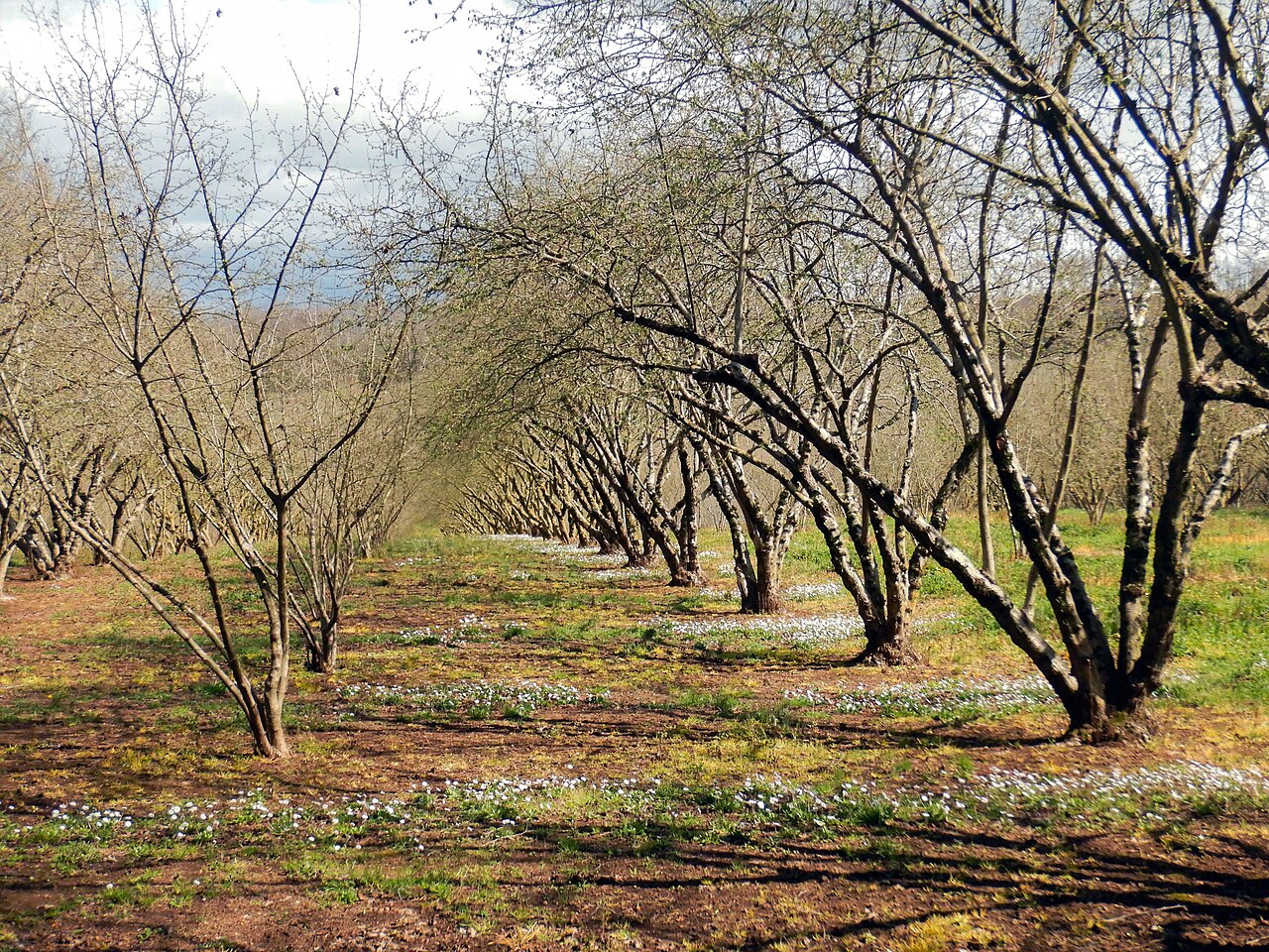 Hileras de plantación de avellano