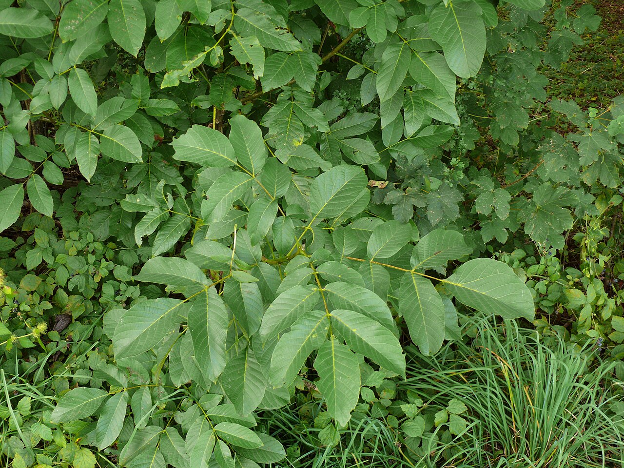 Close-up of hazelnut foliage