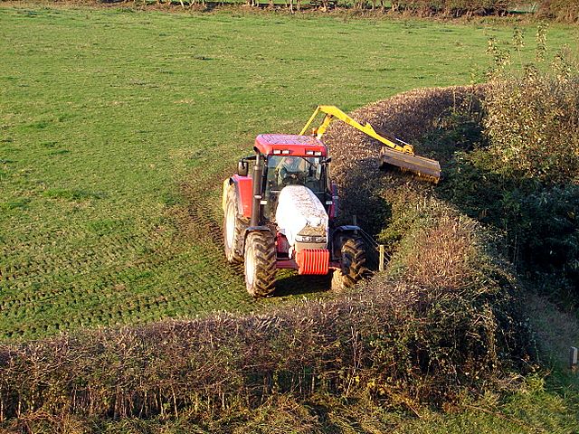 tractor trimming hazelnut hedge