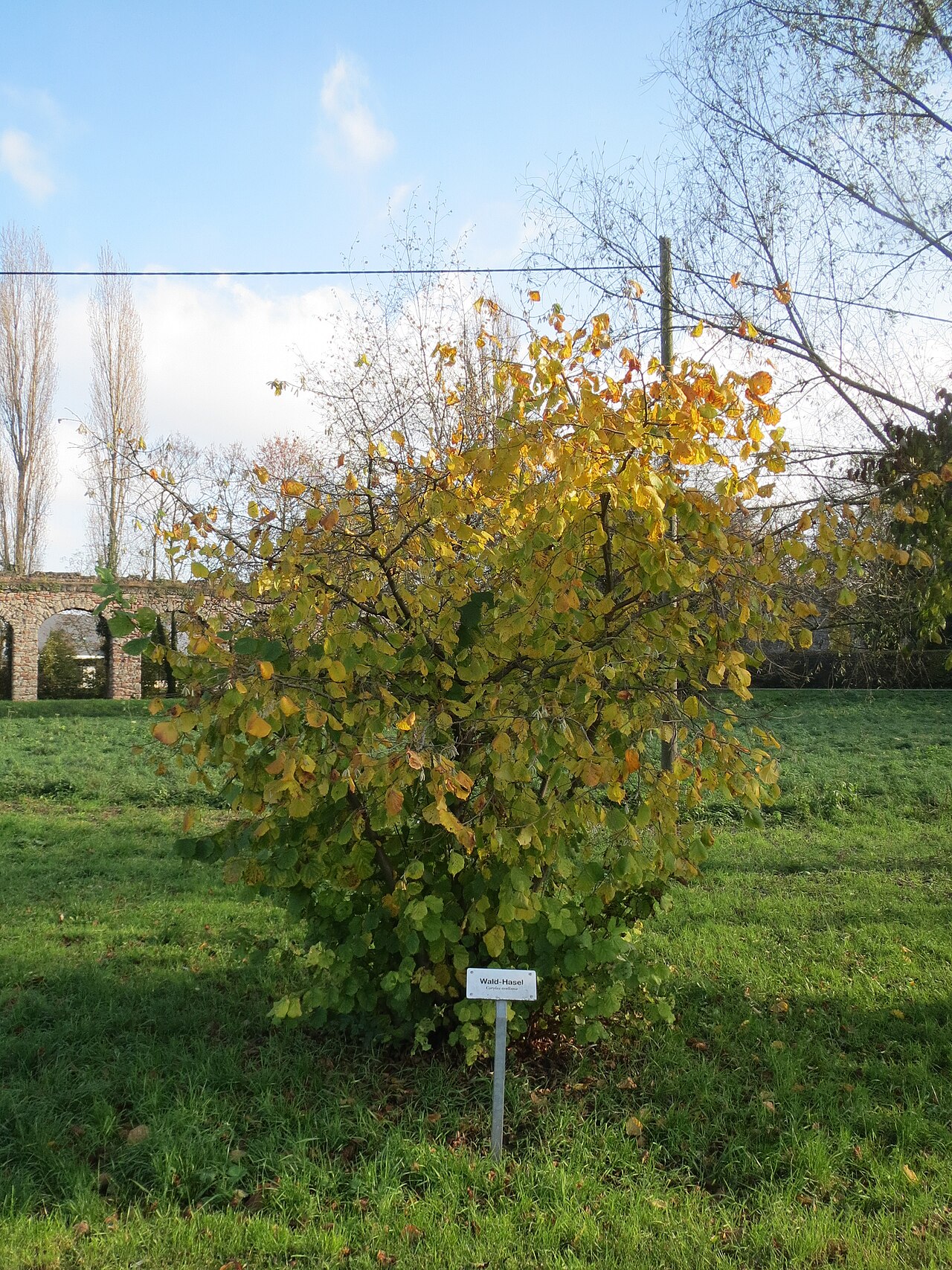 Arbusto de avellano (Corylus avellana) — plantación perenne que pierde productividad con los años y requiere renovación