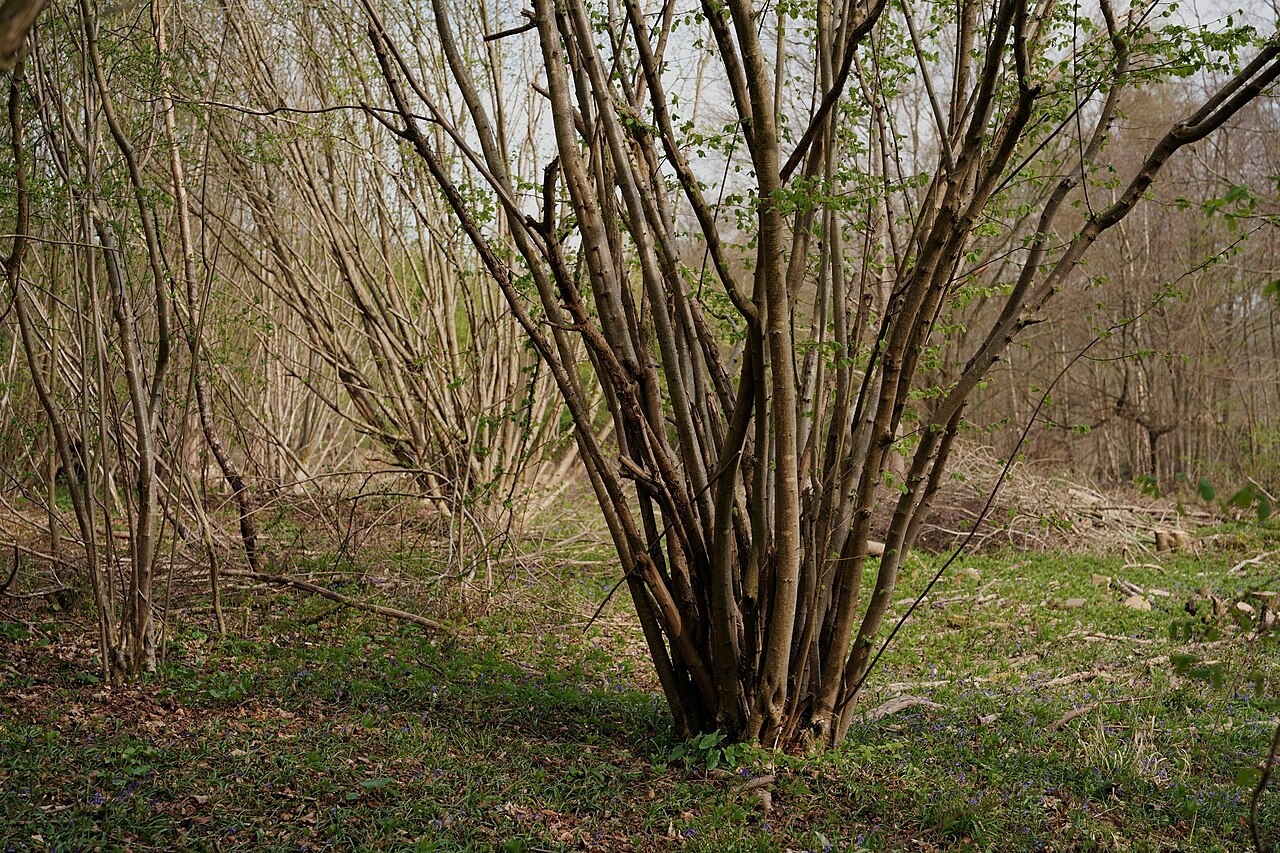 Avellano podado a tope (coppicing) — una nueva generación de brotes brota del tocón y la base