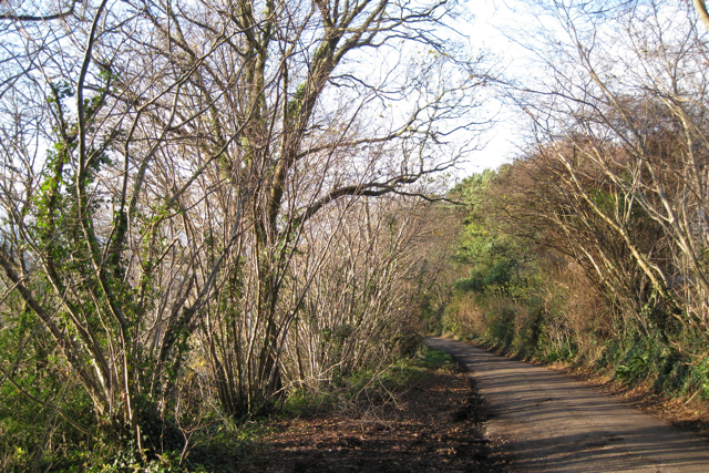 Fila de avellanos podados a tope junto al camino — los arbustos se renuevan desde la base después de la poda a tope (coppicing)