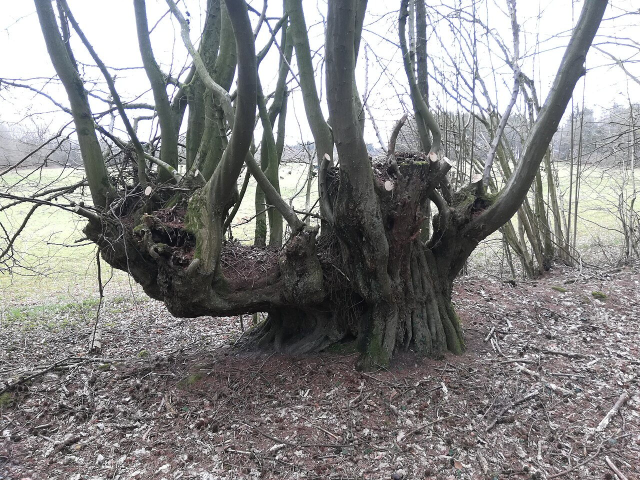 pruned hazelnut coppice
