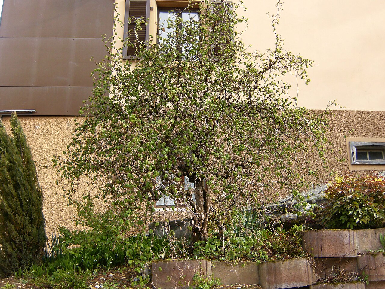 Arbusto de avellano (Corylus avellana) con múltiples ramas principales