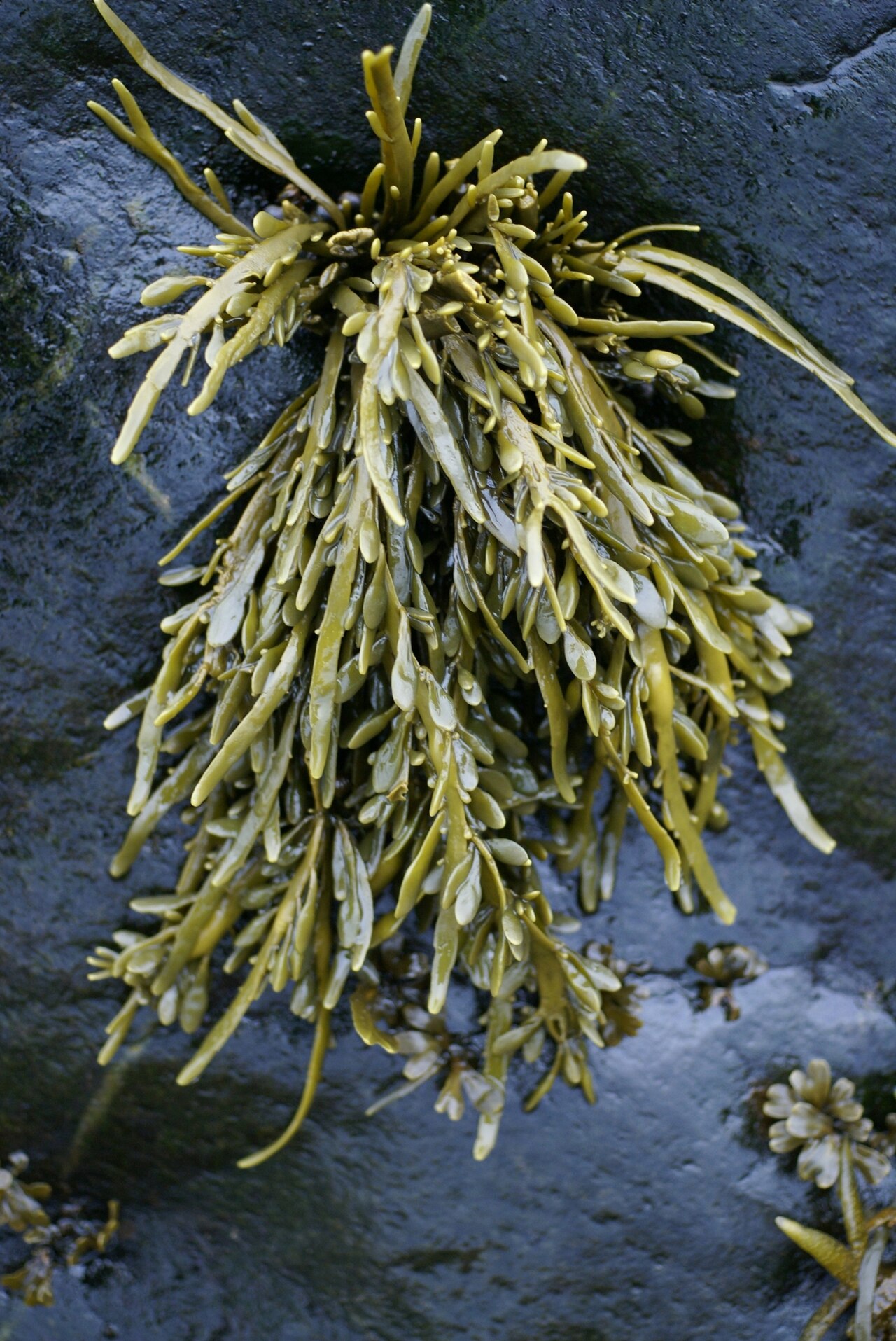 Alga parda Ascophyllum nodosum, la materia prima más común para los extractos de algas marinas en biostimulantes