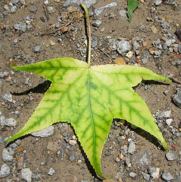 Clorosis intravenosa en la hoja: amarilleamiento del tejido entre las venas mientras las venas permanecen verdes, signo típico de deficiencia de magnesio (mostrado en una hoja de otra especie)