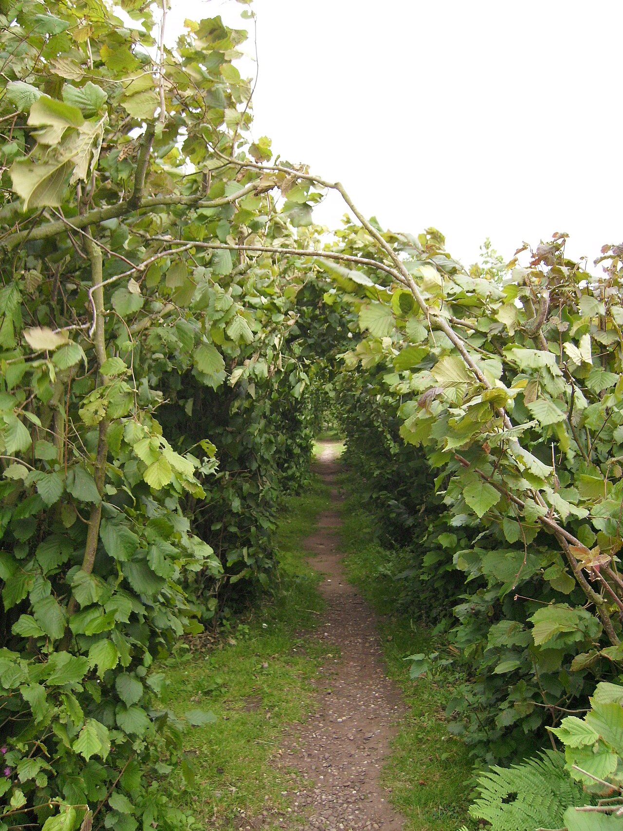 Plantación de avellano — las necesidades de nutrientes aumentan con la edad y la entrada en plena fructificación