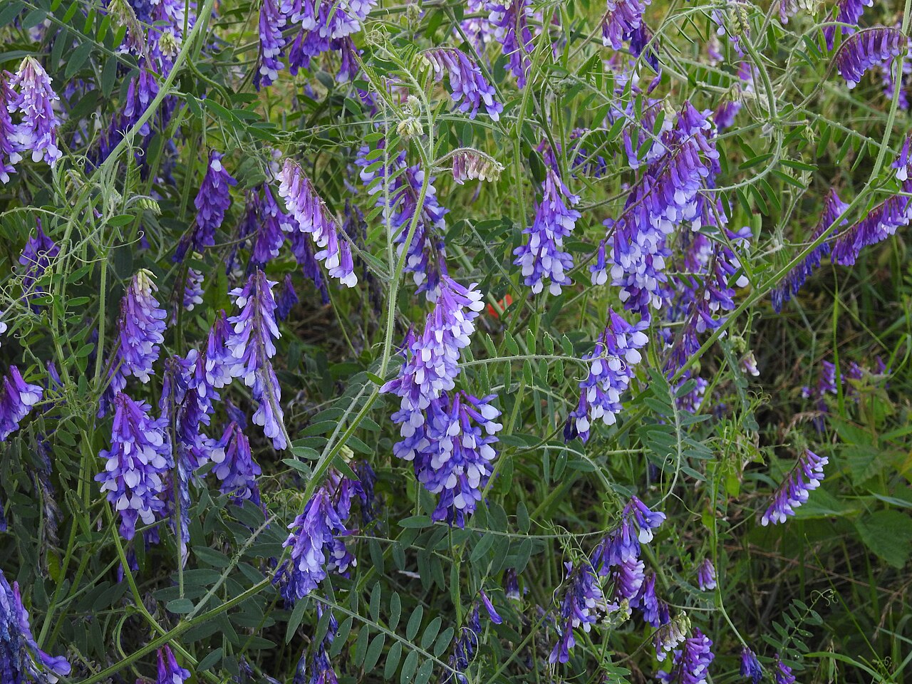 Vezuela (Vicia villosa), leguminosa para fertilización verde