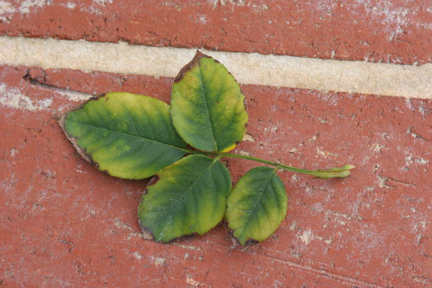 Toxicidad (exceso) de boro — ennegrecimiento y necrosis de los bordes de la hoja (mostrado en otra planta)