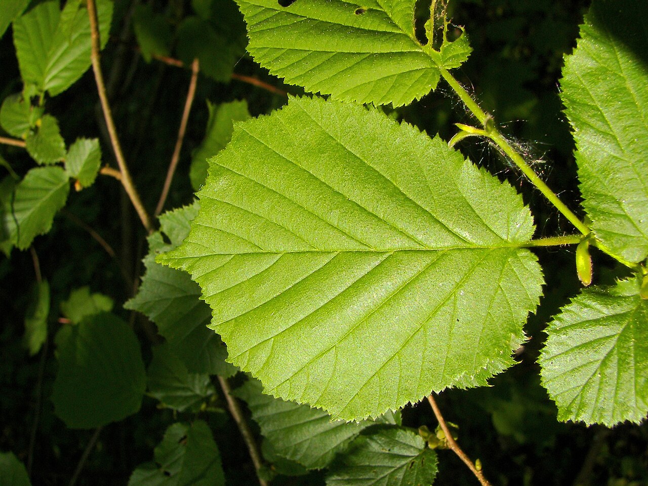 Hoja verde sana de avellano (Corylus avellana) — aspecto de referencia del limbo y las nervaduras