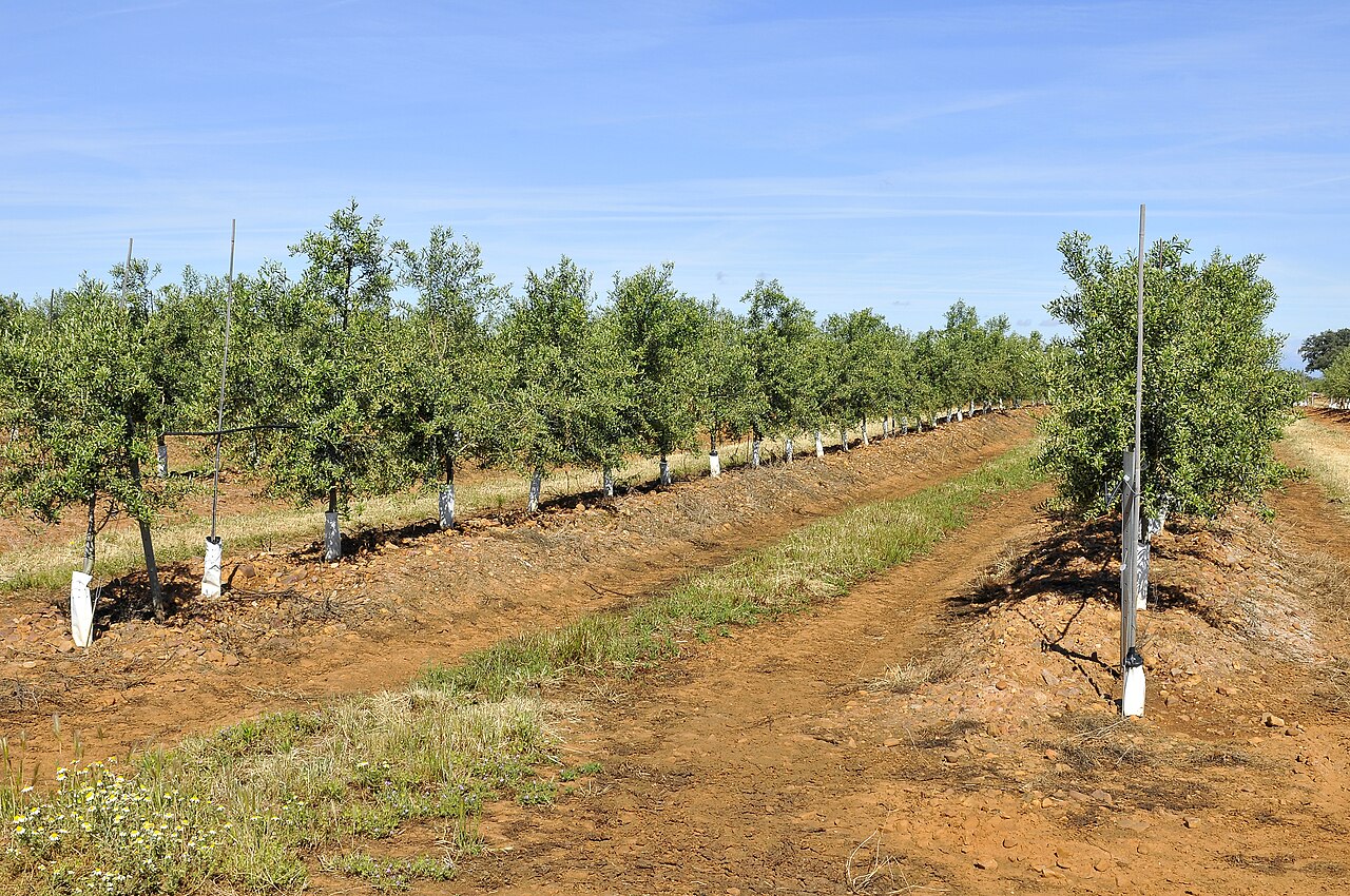 Sistema de riego en plantación de avellano