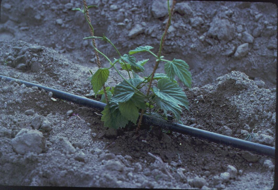 Tubería lateral negra del sistema de riego por goteo colocada junto a una planta joven en el suelo