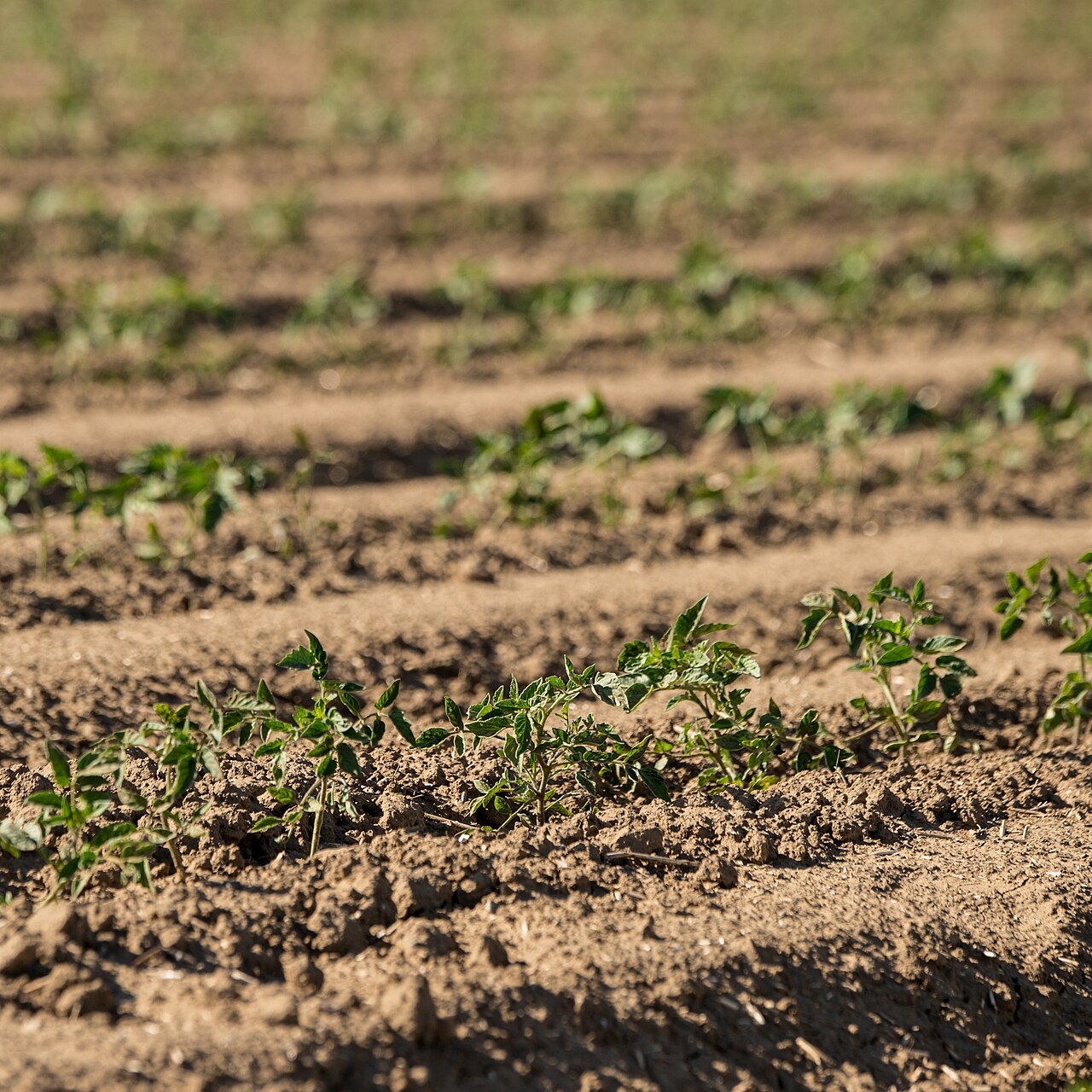 Campo de plantas jóvenes en hileras regadas con un sistema de microirrigación enterrado (subterráneo)