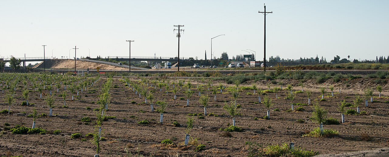 campo de riego de árboles jóvenes