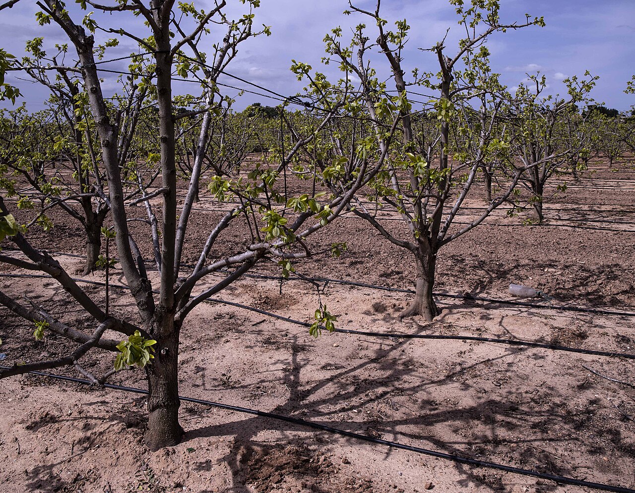 sistema de riego de plantación de avellanos