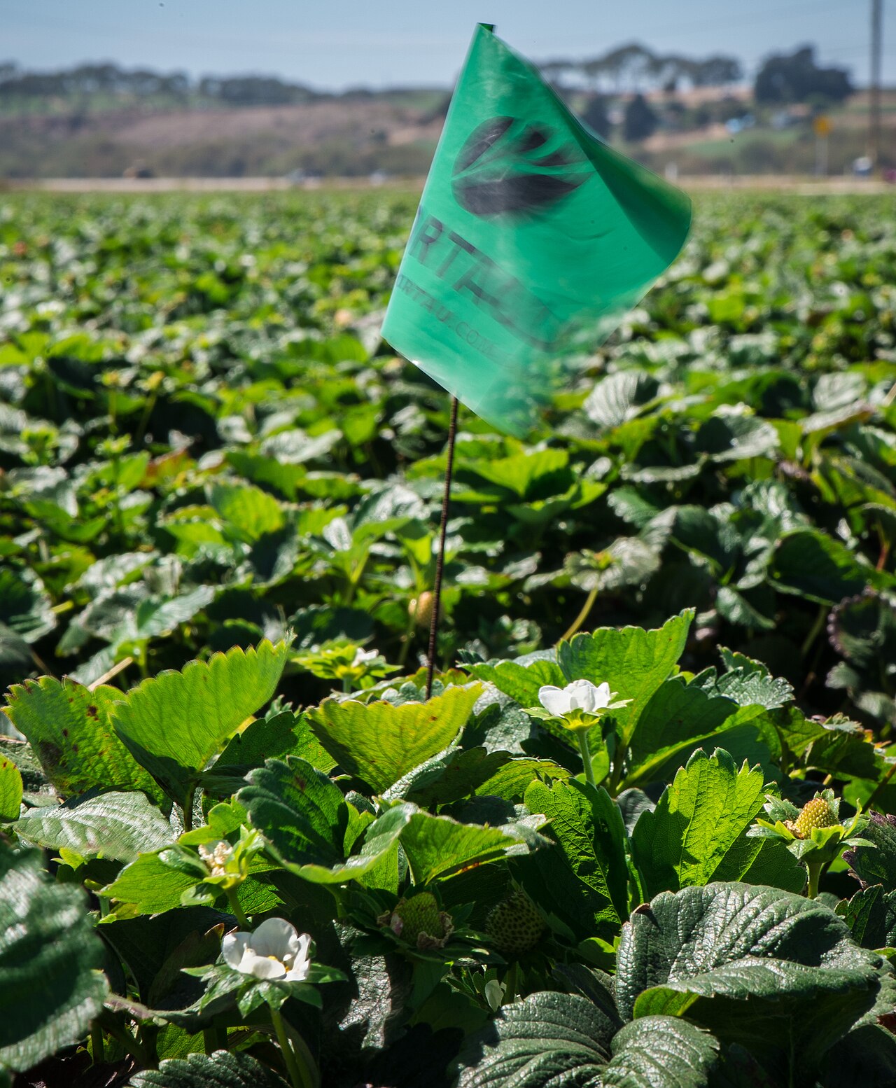 Red inalámbrica de sensores para monitorizar el riego y la humedad del suelo