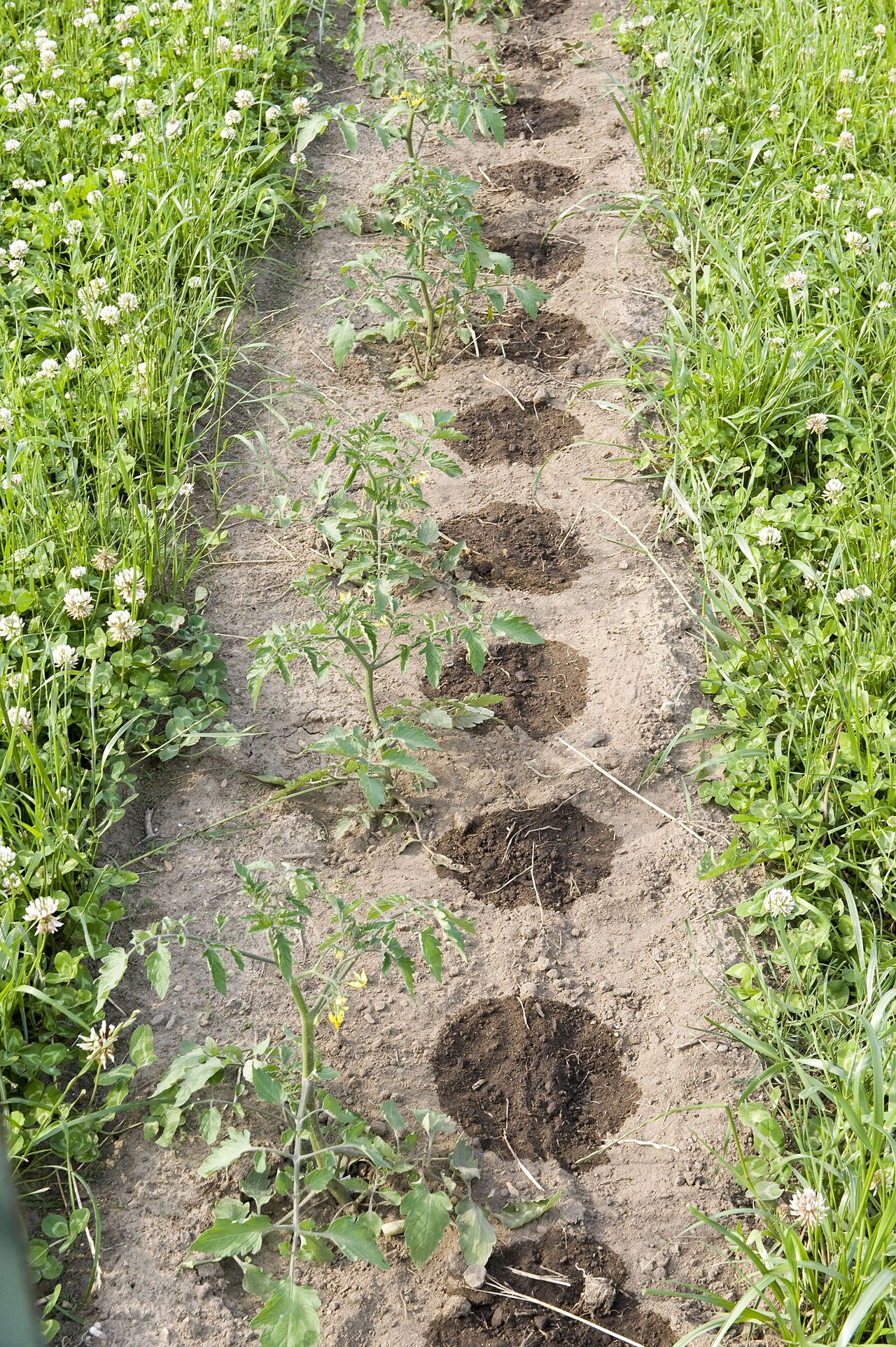 Laterales del sistema de goteo que llevan agua a las plantas